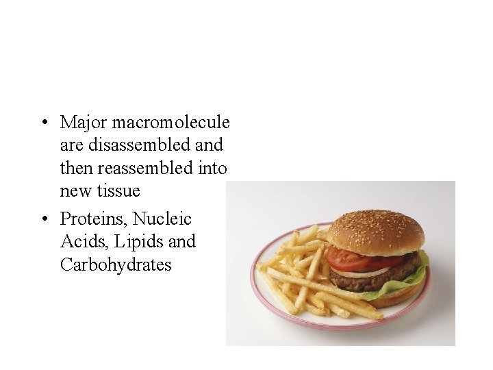  • Major macromolecule are disassembled and then reassembled into new tissue • Proteins,