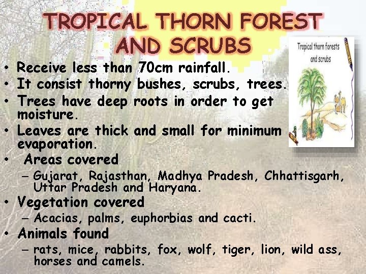 TROPICAL THORN FOREST AND SCRUBS • Receive less than 70 cm rainfall. • It