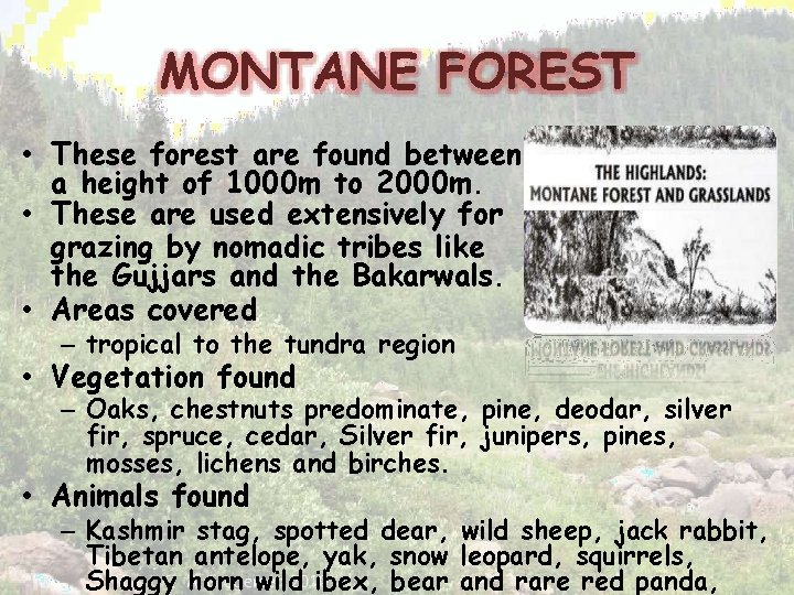 MONTANE FOREST • These forest are found between a height of 1000 m to
