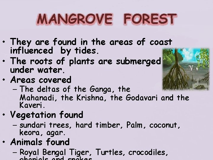 MANGROVE FOREST • They are found in the areas of coast influenced by tides.