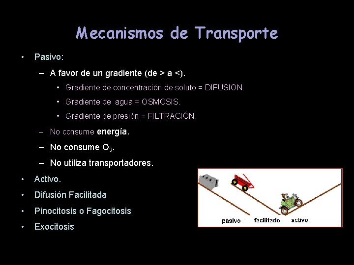 Mecanismos de Transporte • Pasivo: – A favor de un gradiente (de > a