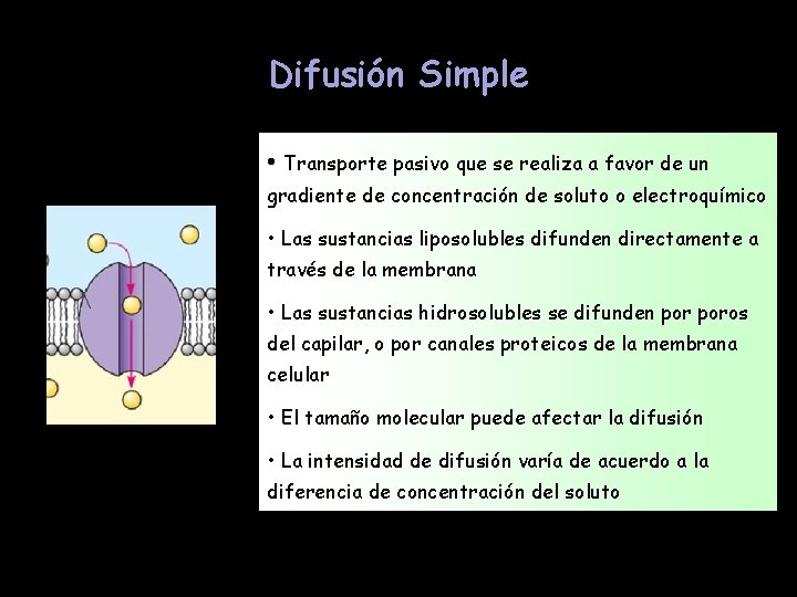 Difusión Simple • Transporte pasivo que se realiza a favor de un gradiente de