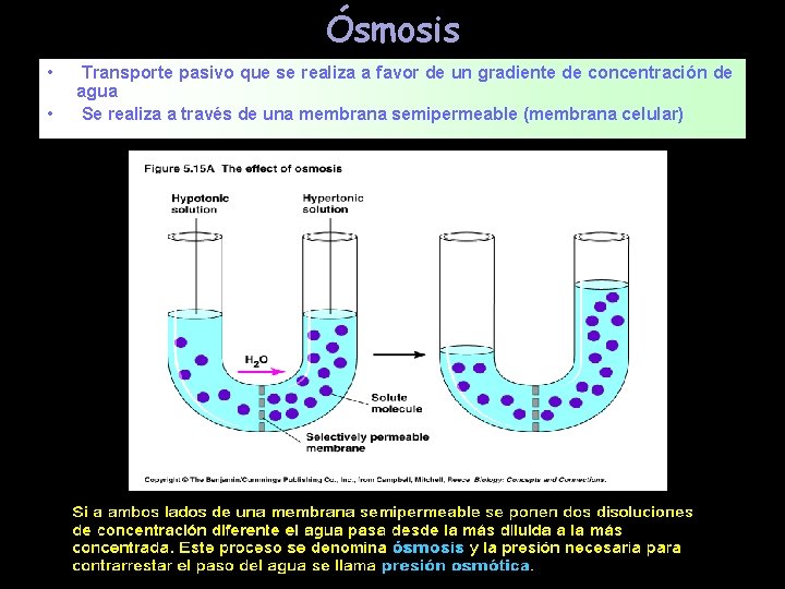 Ósmosis • • Transporte pasivo que se realiza a favor de un gradiente de