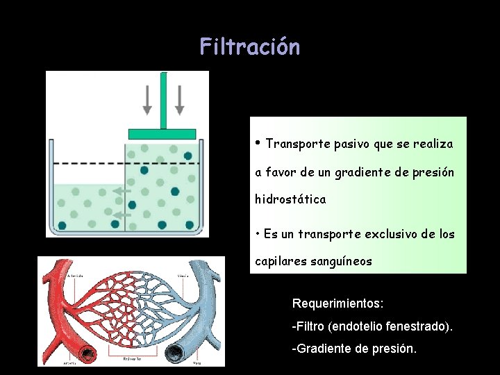 Filtración • Transporte pasivo que se realiza a favor de un gradiente de presión