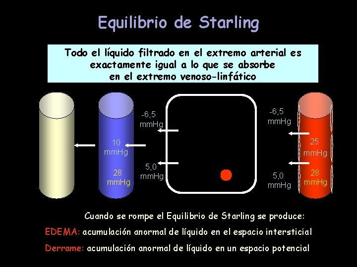 Equilibrio de Starling Todo el líquido filtrado en el extremo arterial es exactamente igual