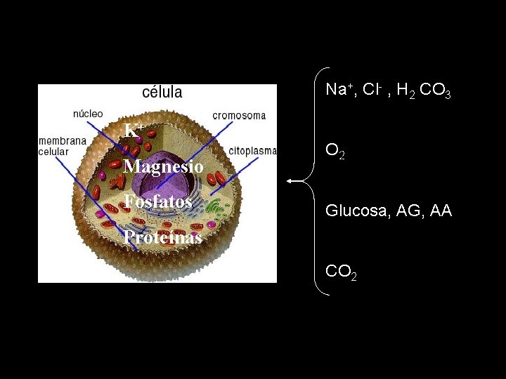 Na+, Cl- , H 2 CO 3 K+ Magnesio Fosfatos O 2 Glucosa, AG,
