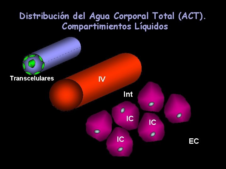 Distribución del Agua Corporal Total (ACT). Compartimientos Líquidos Transcelulares IV Int IC IC IC