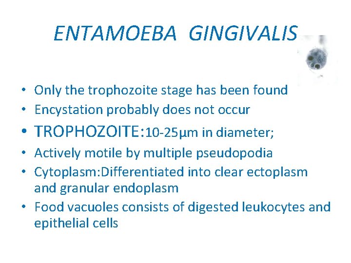 ENTAMOEBA GINGIVALIS • Only the trophozoite stage has been found • Encystation probably does