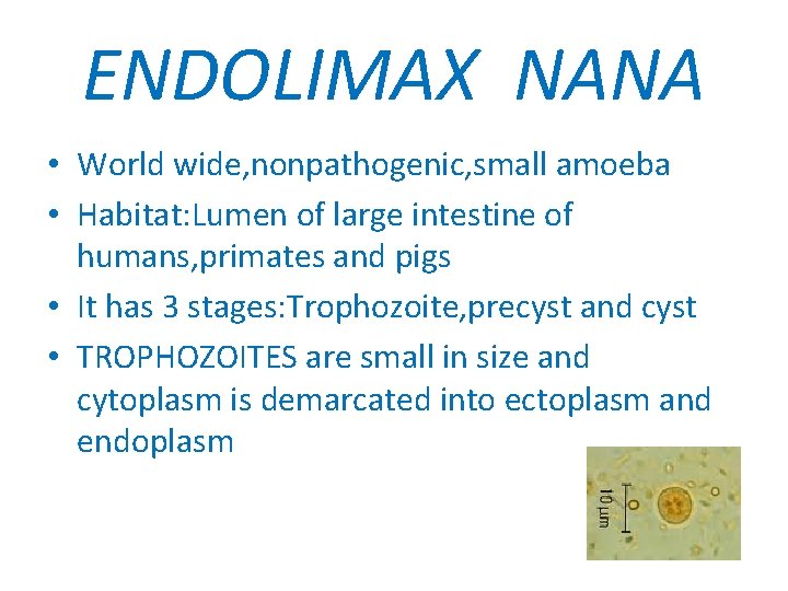 ENDOLIMAX NANA • World wide, nonpathogenic, small amoeba • Habitat: Lumen of large intestine