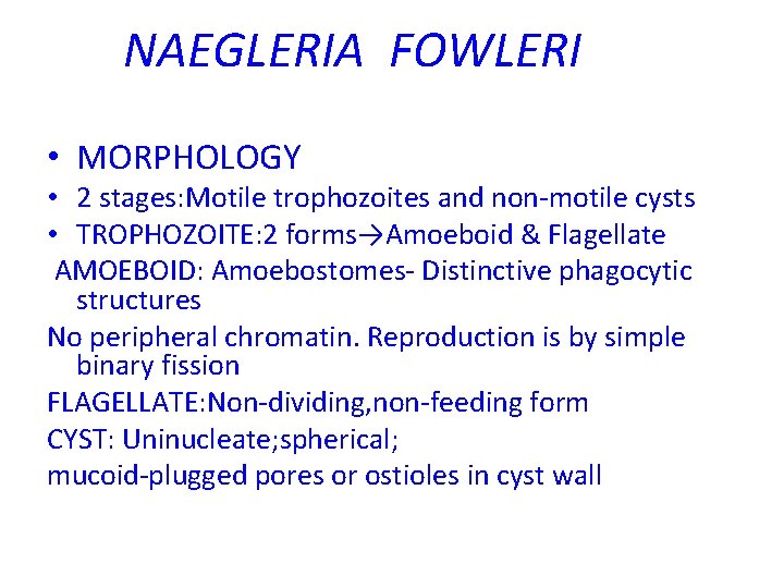 NAEGLERIA FOWLERI • MORPHOLOGY • 2 stages: Motile trophozoites and non-motile cysts • TROPHOZOITE: