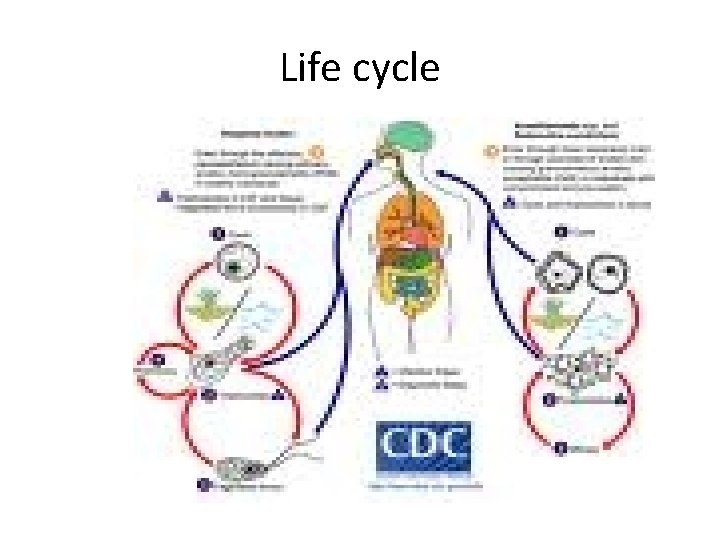 Life cycle 