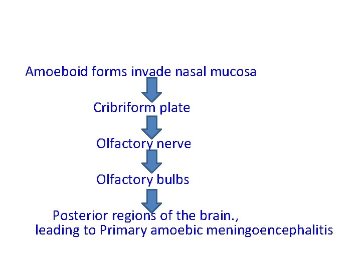 Amoeboid forms invade nasal mucosa Cribriform plate Olfactory nerve Olfactory bulbs Posterior regions of