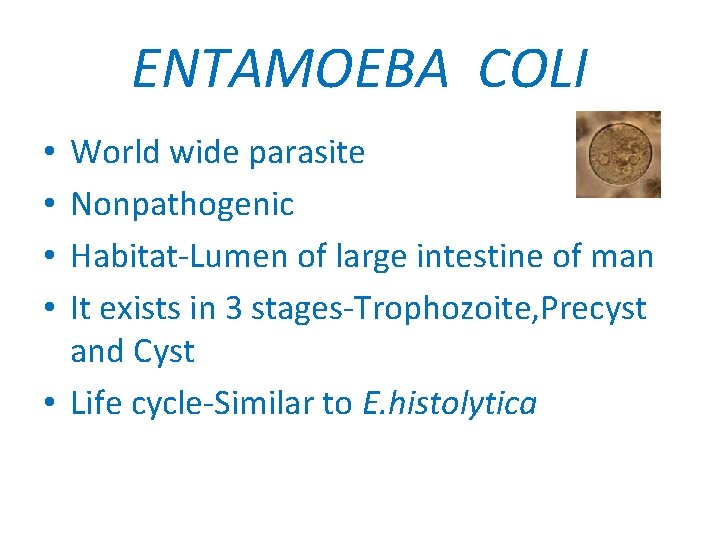 ENTAMOEBA COLI World wide parasite Nonpathogenic Habitat-Lumen of large intestine of man It exists