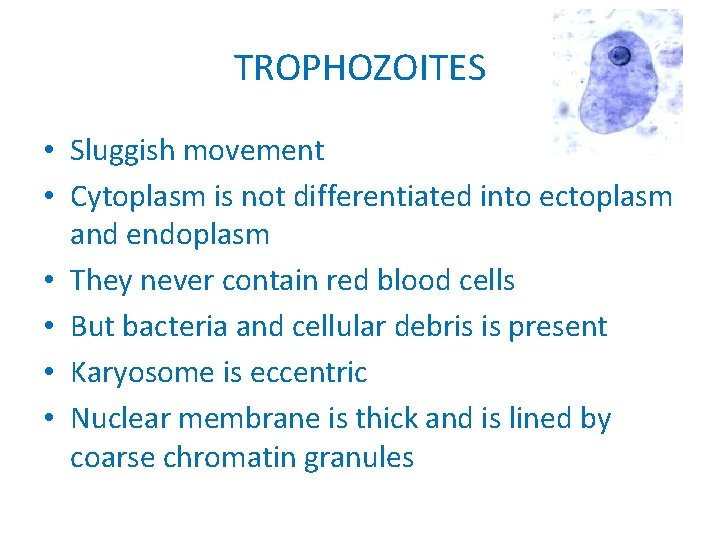 TROPHOZOITES • Sluggish movement • Cytoplasm is not differentiated into ectoplasm and endoplasm •
