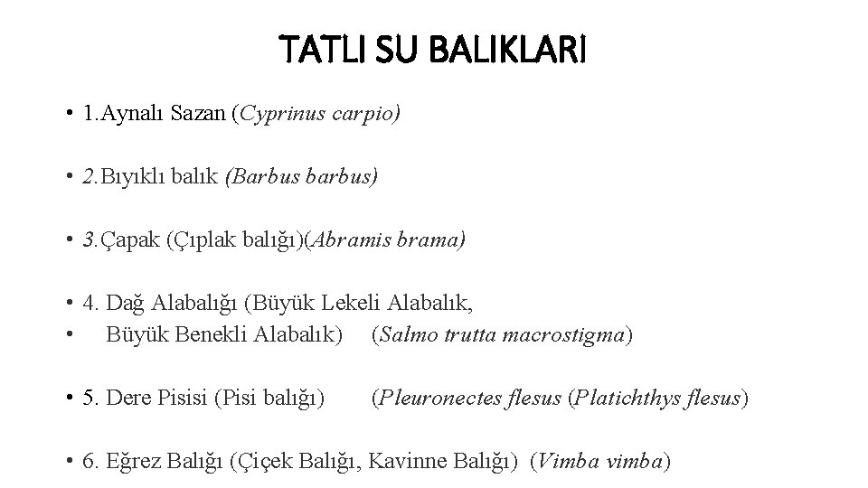 TATLI SU BALIKLARI • 1. Aynalı Sazan (Cyprinus carpio) • 2. Bıyıklı balık (Barbus