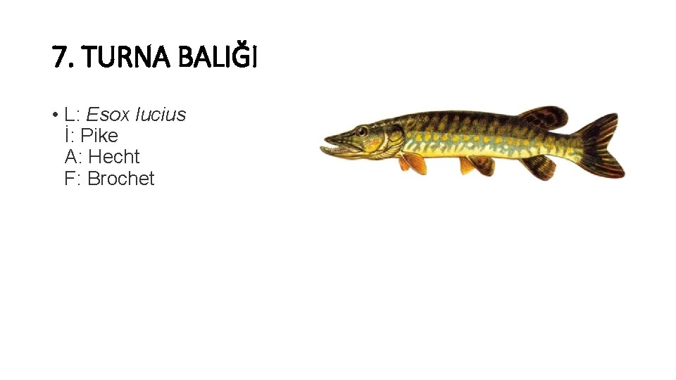 7. TURNA BALIĞI • L: Esox lucius İ: Pike A: Hecht F: Brochet 