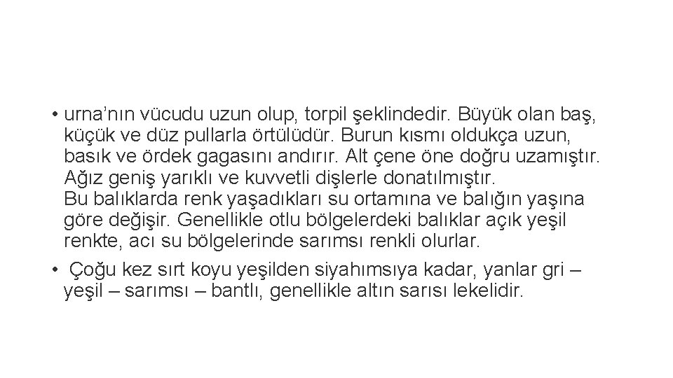  • urna’nın vücudu uzun olup, torpil şeklindedir. Büyük olan baş, küçük ve düz