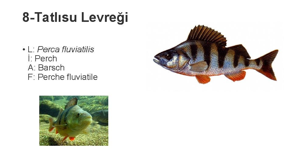 8 -Tatlısu Levreği • L: Perca fluviatilis İ: Perch A: Barsch F: Perche fluviatile
