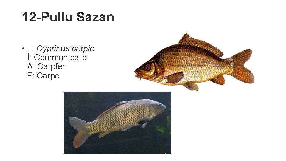 12 -Pullu Sazan • L: Cyprinus carpio İ: Common carp A: Carpfen F: Carpe