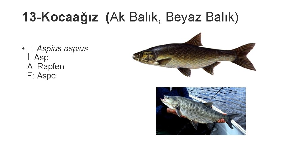 13 -Kocaağız (Ak Balık, Beyaz Balık) • L: Aspius aspius İ: Asp A: Rapfen