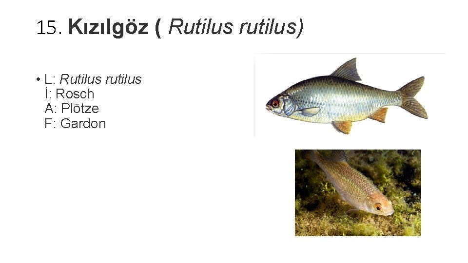 15. Kızılgöz ( Rutilus rutilus) • L: Rutilus rutilus İ: Rosch A: Plötze F: