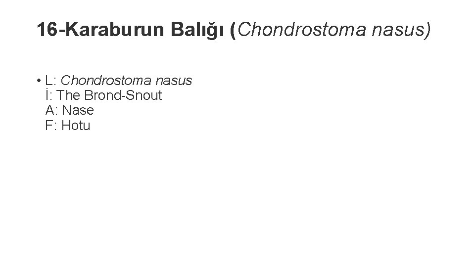 16 -Karaburun Balığı (Chondrostoma nasus) • L: Chondrostoma nasus İ: The Brond-Snout A: Nase