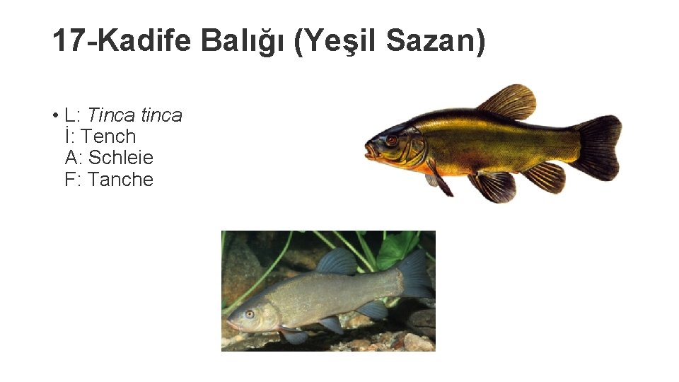 17 -Kadife Balığı (Yeşil Sazan) • L: Tinca tinca İ: Tench A: Schleie F: