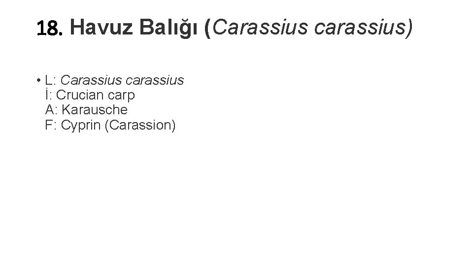 18. Havuz Balığı (Carassius carassius) • L: Carassius carassius İ: Crucian carp A: Karausche