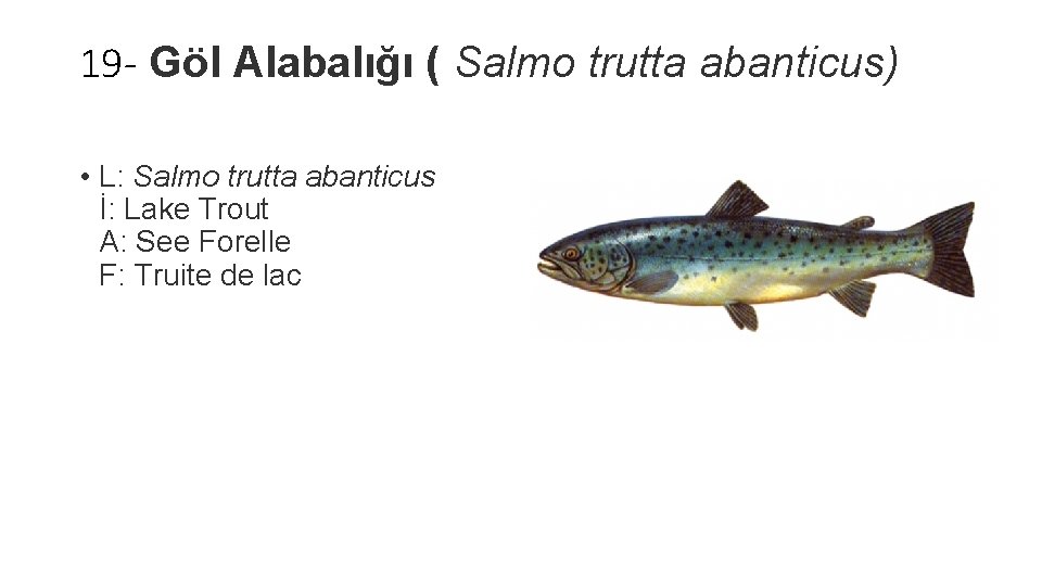 19 - Göl Alabalığı ( Salmo trutta abanticus) • L: Salmo trutta abanticus İ: