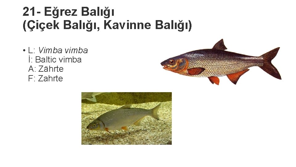 21 - Eğrez Balığı (Çiçek Balığı, Kavinne Balığı) • L: Vimba vimba İ: Baltic