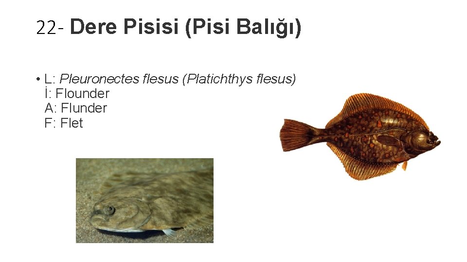 22 - Dere Pisisi (Pisi Balığı) • L: Pleuronectes flesus (Platichthys flesus) İ: Flounder