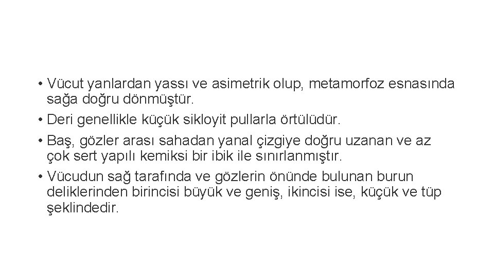  • Vücut yanlardan yassı ve asimetrik olup, metamorfoz esnasında sağa doğru dönmüştür. •