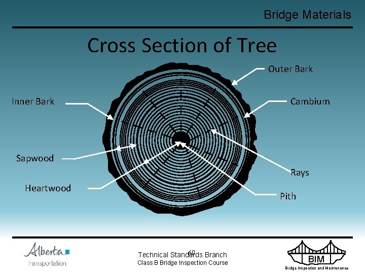 Bridge Materials Cross Section of Tree Outer Bark Inner Bark Cambium Sapwood Rays Heartwood