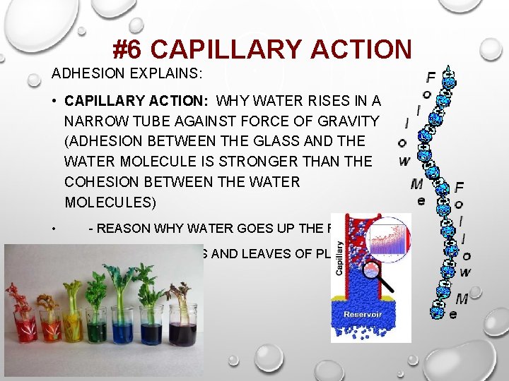 #6 CAPILLARY ACTION ADHESION EXPLAINS: • CAPILLARY ACTION: WHY WATER RISES IN A NARROW