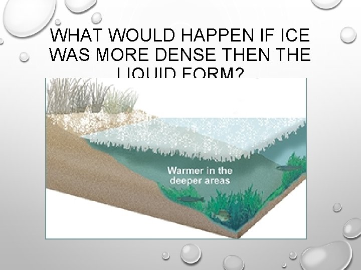WHAT WOULD HAPPEN IF ICE WAS MORE DENSE THEN THE LIQUID FORM? 