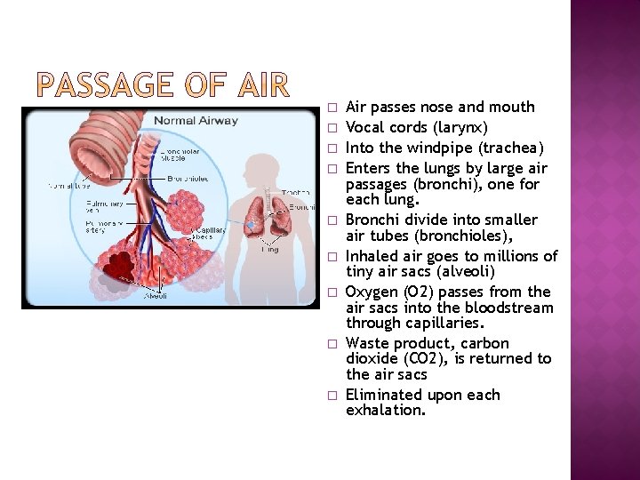 � � � � � Air passes nose and mouth Vocal cords (larynx) Into