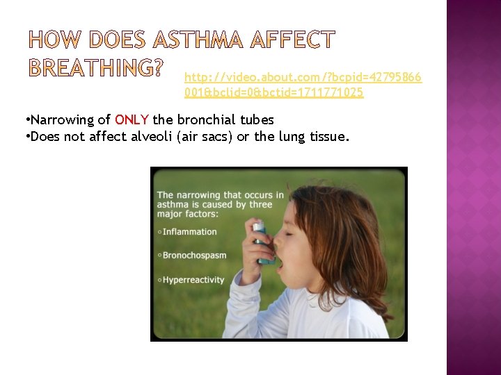 http: //video. about. com/? bcpid=42795866 001&bclid=0&bctid=1711771025 • Narrowing of ONLY the bronchial tubes •