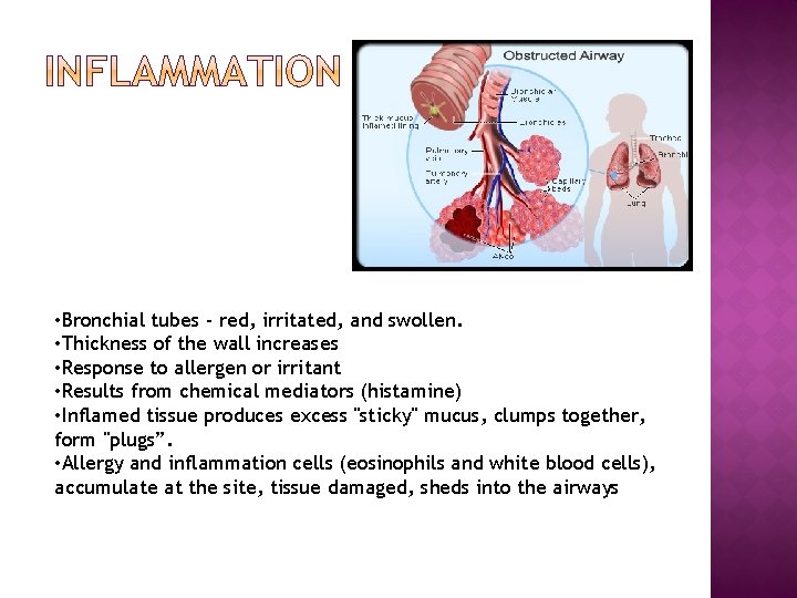 • Bronchial tubes - red, irritated, and swollen. • Thickness of the wall