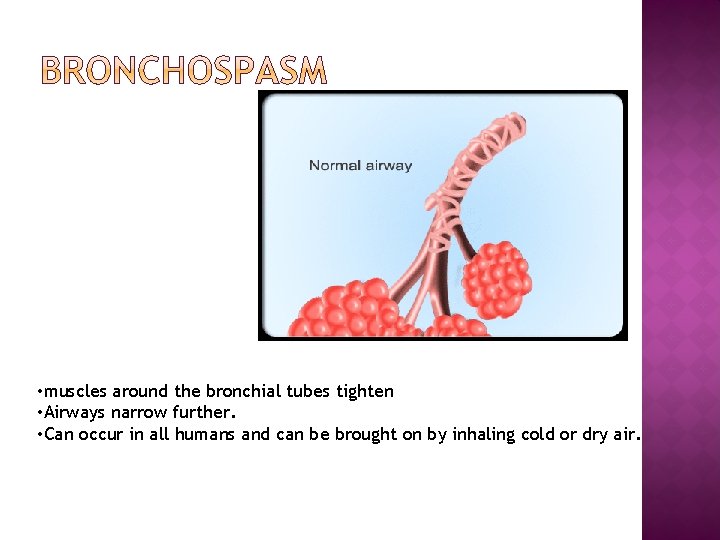  • muscles around the bronchial tubes tighten • Airways narrow further. • Can