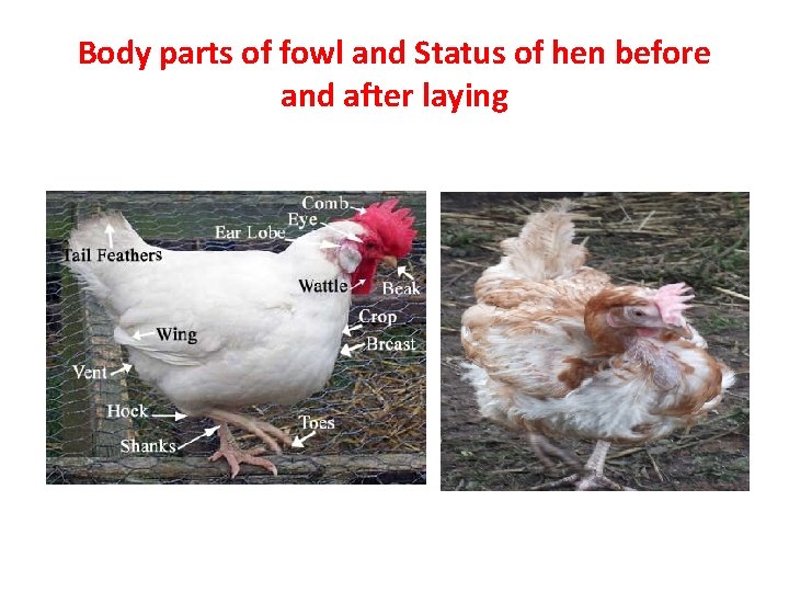 Body parts of fowl and Status of hen before and after laying 