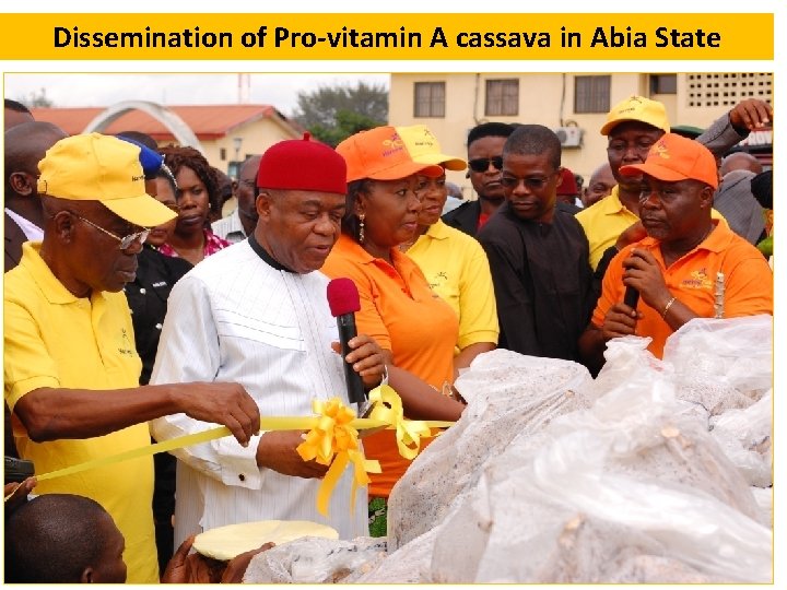 Dissemination of Pro-vitamin A cassava in Abia State 