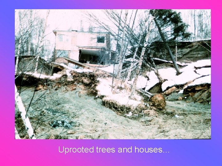 Uprooted trees and houses… 