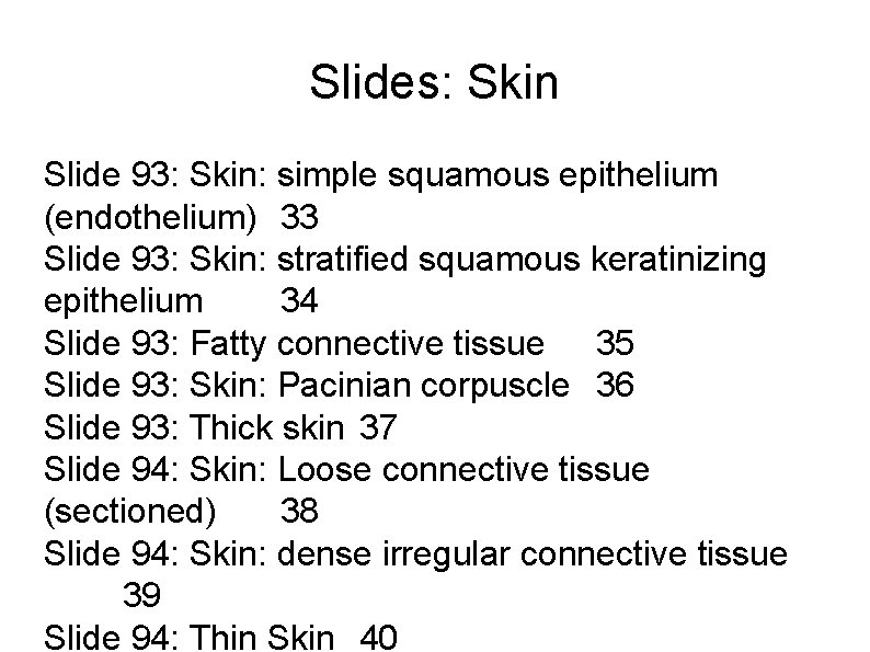 Slides: Skin Slide 93: Skin: simple squamous epithelium (endothelium) 33 Slide 93: Skin: stratified