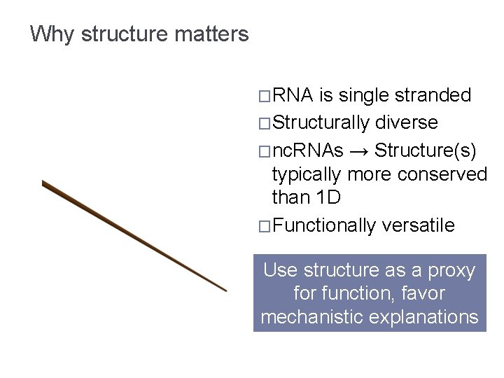 Why structure matters �RNA is single stranded �Structurally diverse �nc. RNAs → Structure(s) typically