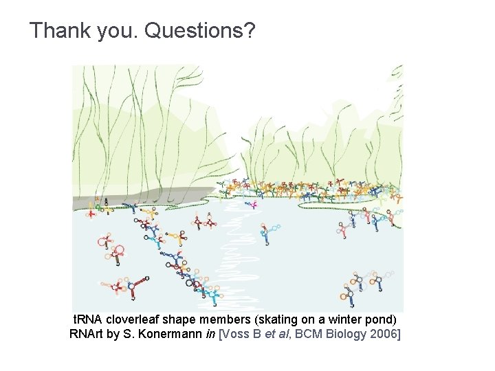 Thank you. Questions? t. RNA cloverleaf shape members (skating on a winter pond) RNArt