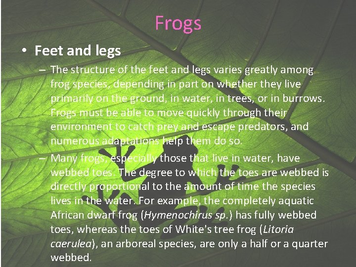Frogs • Feet and legs – The structure of the feet and legs varies