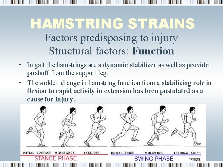 HAMSTRING STRAINS Factors predisposing to injury Structural factors: Function • In gait the hamstrings