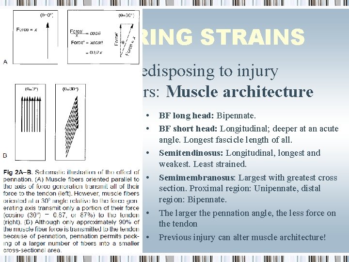 HAMSTRING STRAINS Factors predisposing to injury Structural factors: Muscle architecture • • • BF