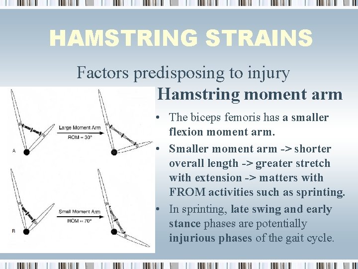 HAMSTRING STRAINS Factors predisposing to injury Structural factors: Hamstring moment arm • The biceps
