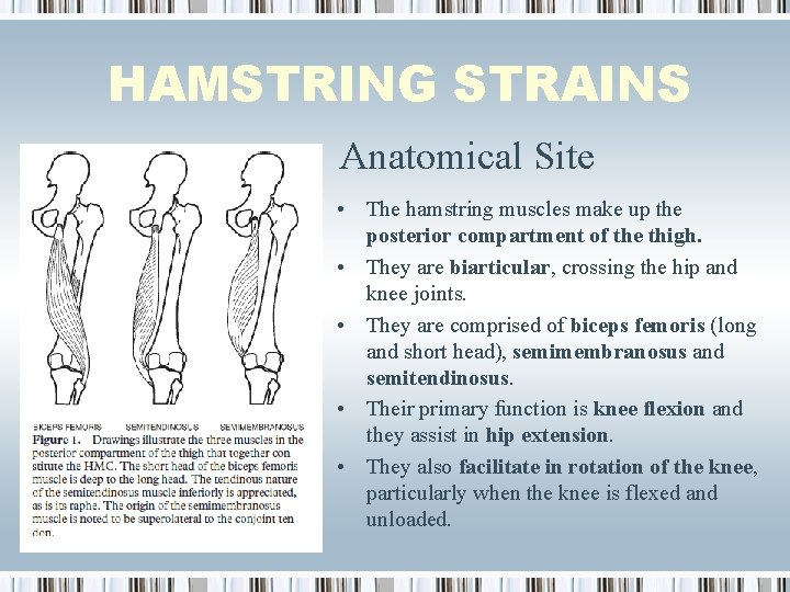 HAMSTRING STRAINS Anatomical Site • The hamstring muscles make up the posterior compartment of